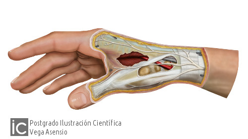 Ilustración corte anatomico mano Vega Asensio