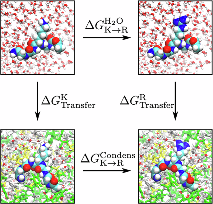 Graphical abstract for Molecular determinants of arginine versus lysine cation–π interactions in biomolecular condensates