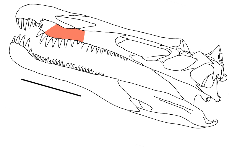 Posición del fósil (coloreado) en la reconstrucción del cráneo de un espinosaurio. Escala: 25 cm. Autor: Erik Isasmendi. UPV/EHU.