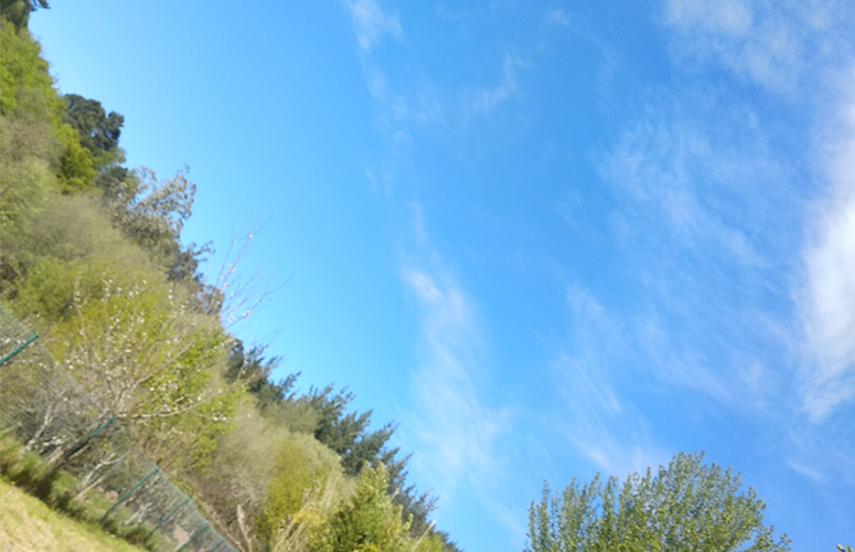 Desde una colina verde rodeada de árboles vemos un cielo azul casi abierto con una pequeña tira de nubes difuminadas.