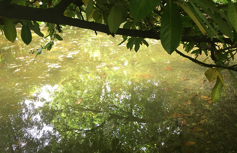 Vemos una superficie de agua verdosa plagada de hojas amarillas y rojas. En primer plano, arriba, una rama rebosante de hojas grandes y gruesas cruza toda la imagen.