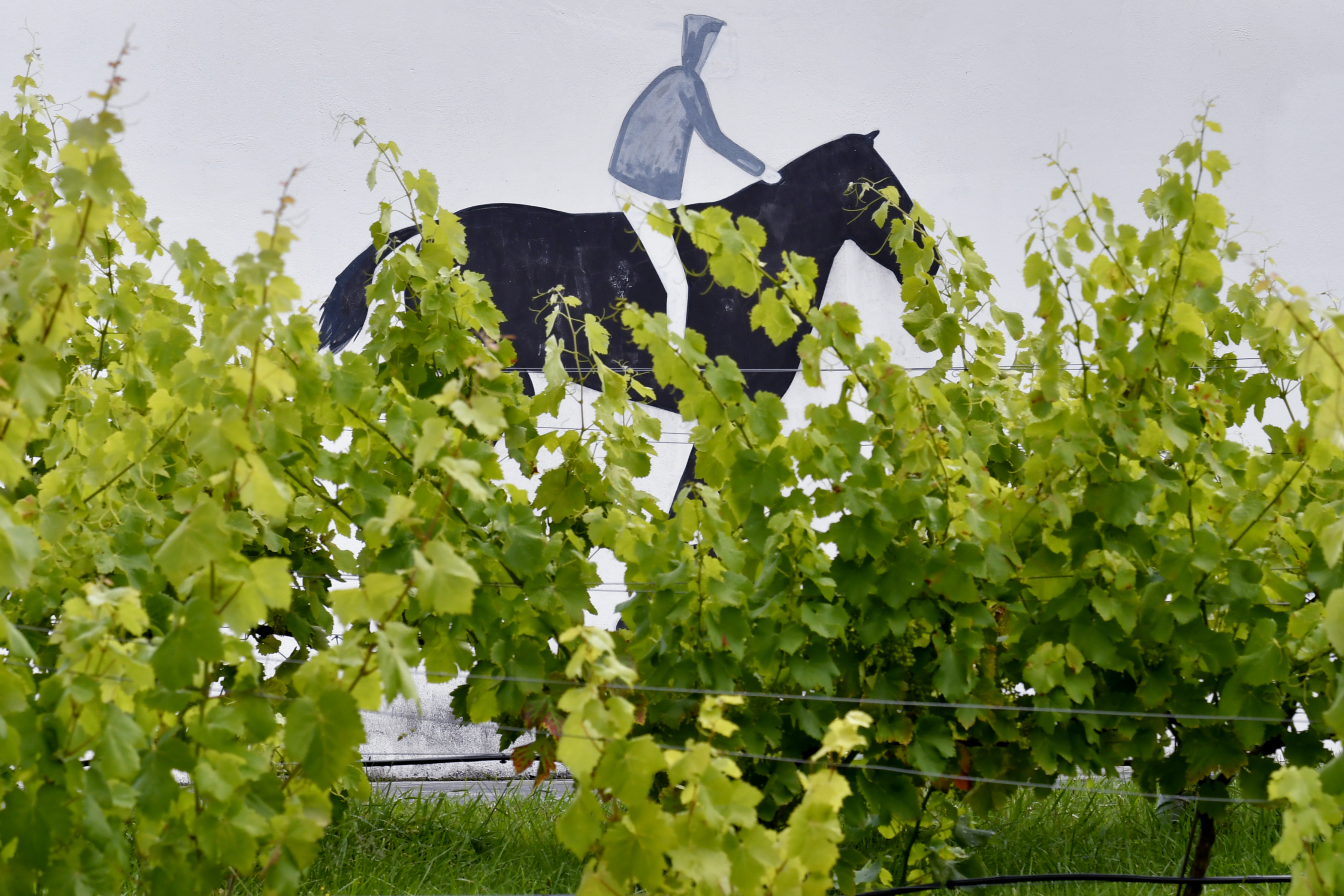Dibujado como una silueta sobre una pared blanca, un jinete gris monta un caballo negro. Frente a ellos, un par de viñas frondosas en un huerto verde.