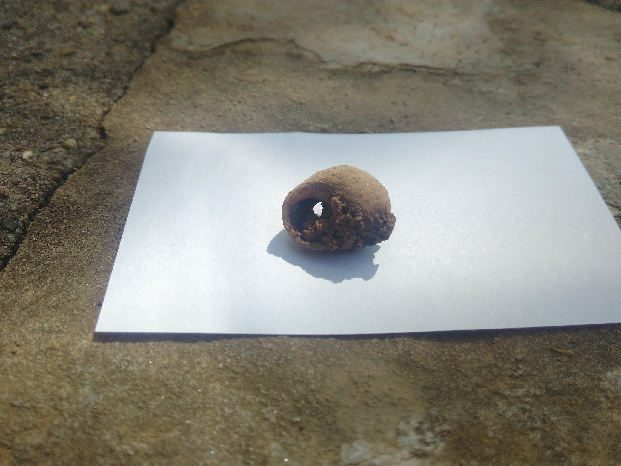 Concha marina perforada utilizada como colgante. Encontrada en niveles del Gravetiense (23.000-29.000 años)