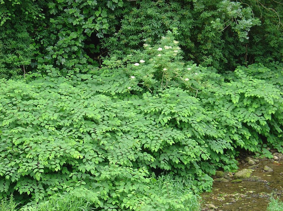 reynoutria japonica houtt