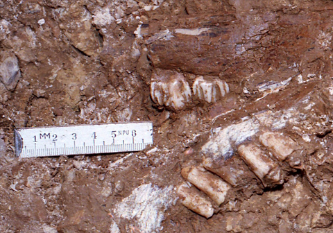 Oreinaren (Cervus elaphus) baraila-zatiak, aztarnategia 1988an aurkitu ziren moduan. Argazkia: Iñaki Libano.