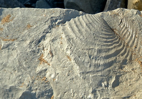 Fósiles en la playa Arriatera (Sopela).
