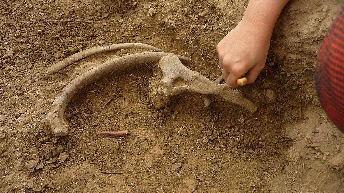 Descubierta una “vaca marina” que vivió en el Pirineo oscense hace 42 millones de años