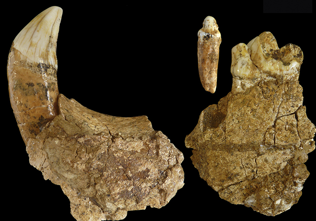 Fósil de un tigre dientes de sable de hace medio millón de años recuperado en la cantera de Punta Lucero (Bizkaia).