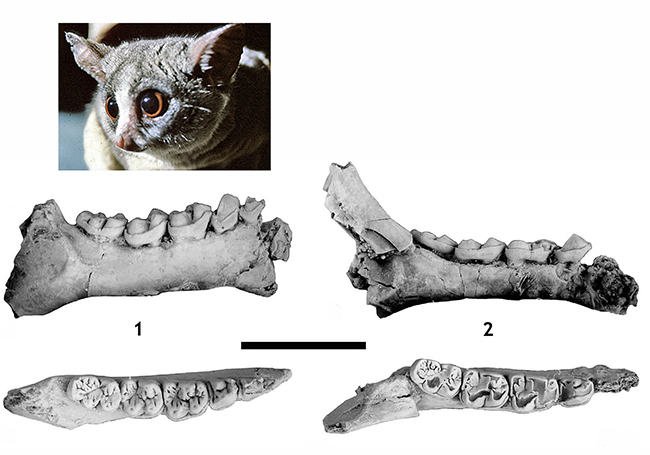 Dos mandíbulas de un pequeño primate de hace unos 37 millones de años descrito en el yacimiento de Zambrana (Álava). Se trata de una especie nocturna y frugívora como los gálagos actuales (arriba a la izquierda).  Escala: 1 cm.