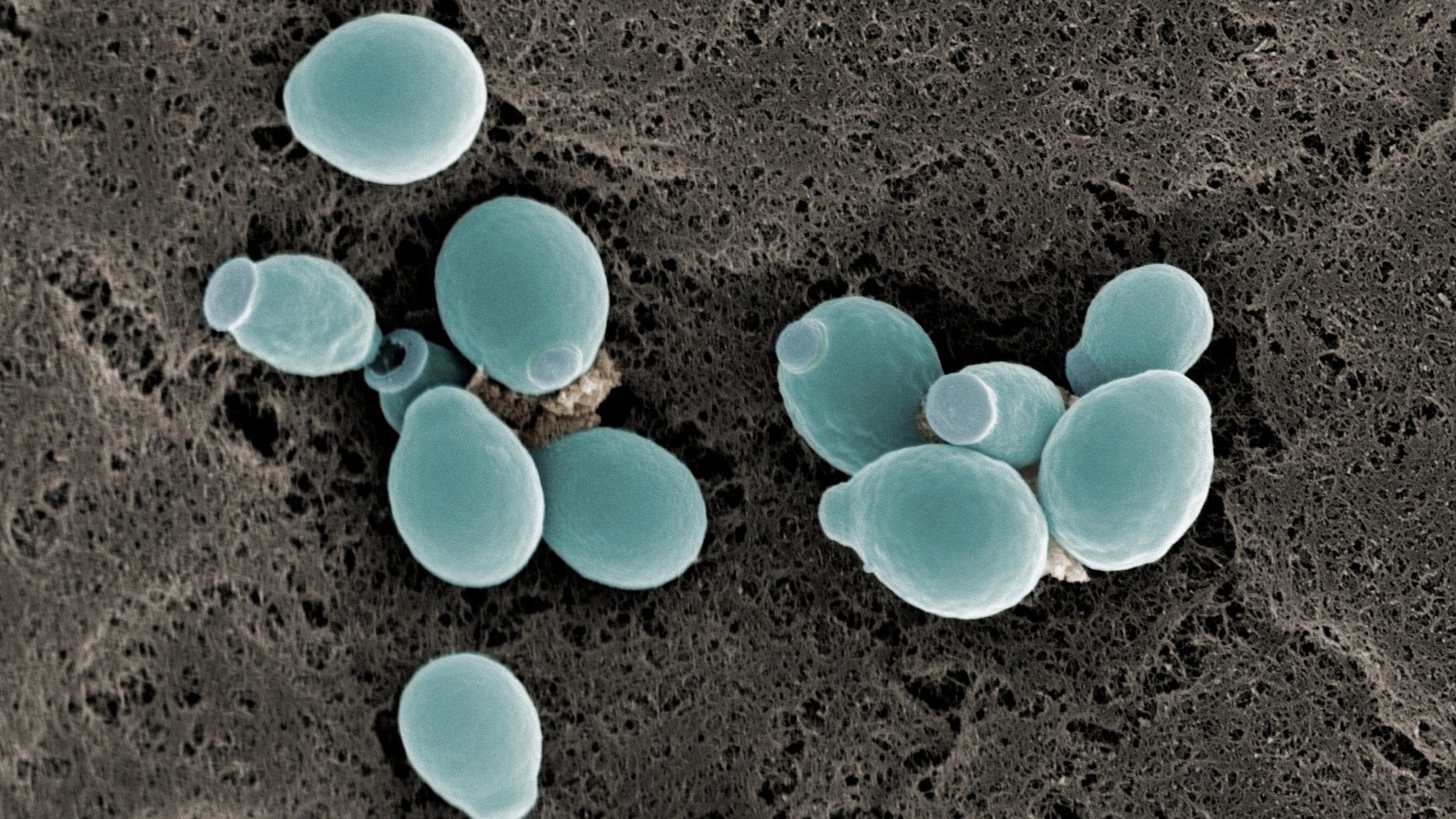 Candida albicans