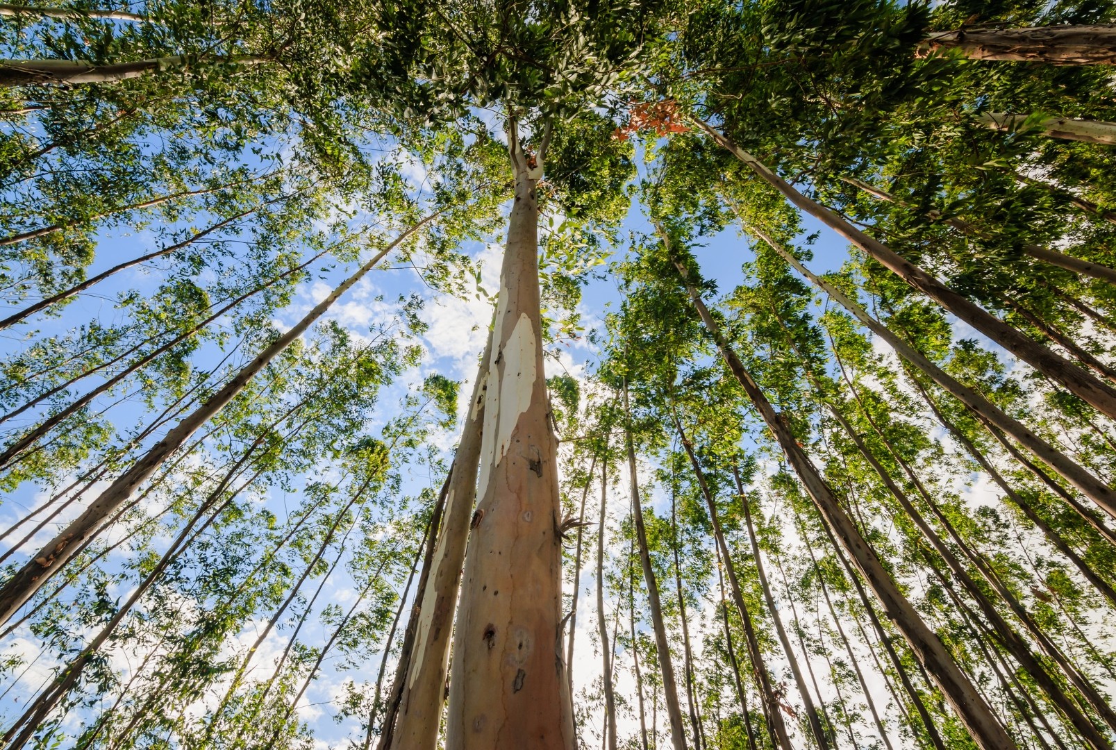 Eucalyptus globulus (also known as white eucalyptus or blue gum)