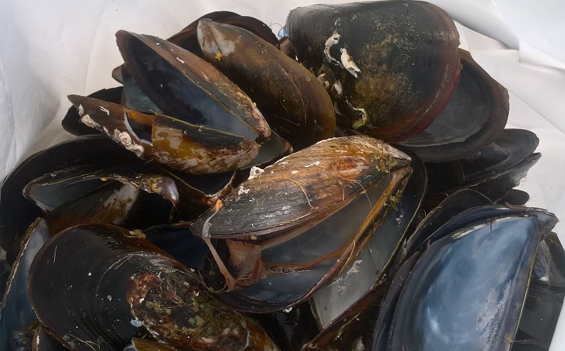 Mussel shells used for research