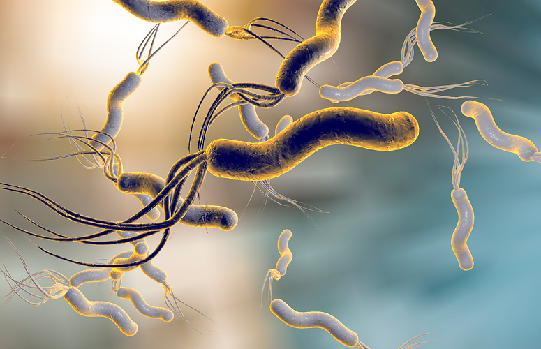 Helicobacter pylori (H. pylori) bacteria