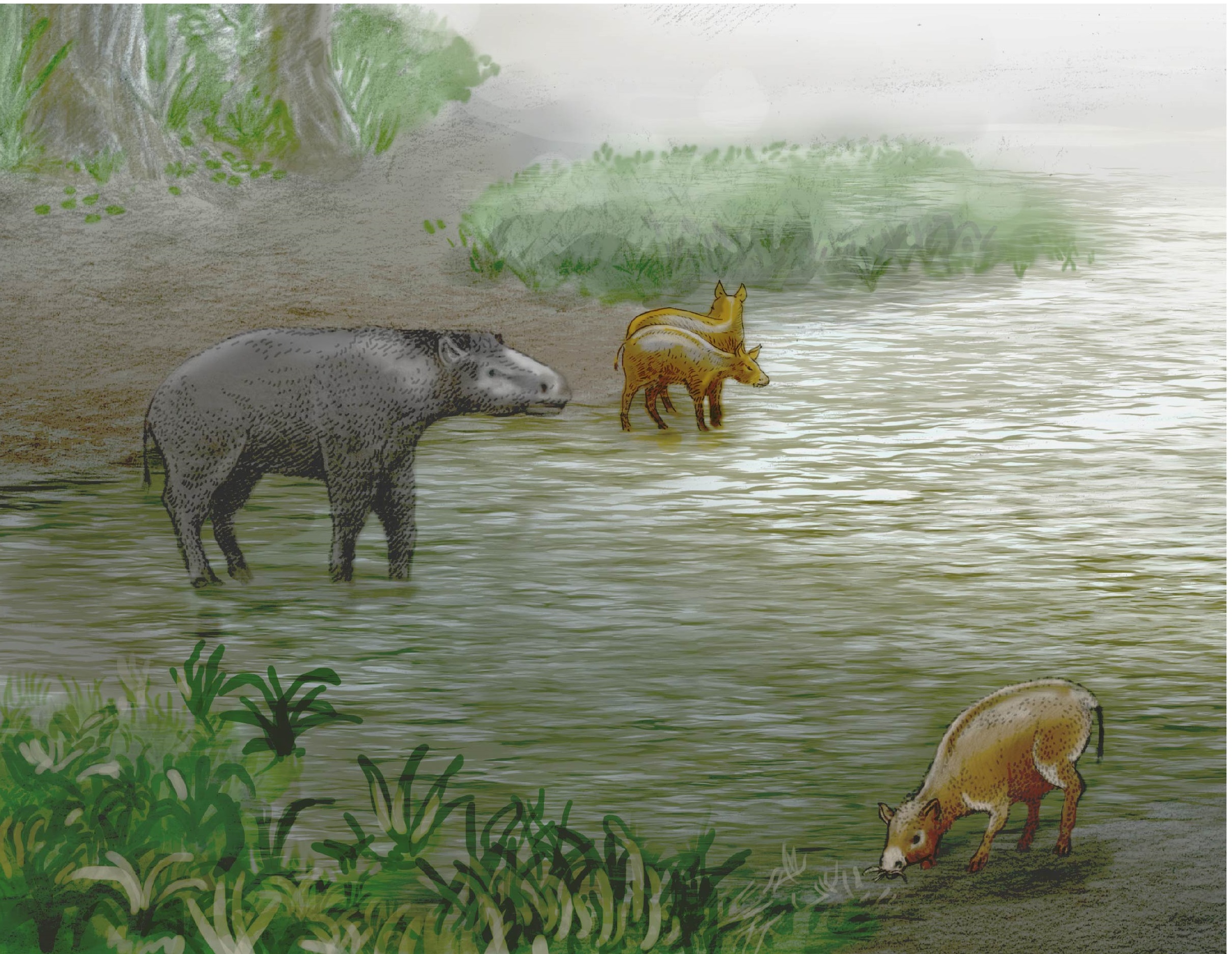 Detail of the margin of Lake Zambrana (Álava) from 37 million years ago. On the left the new species of paleoterid ‘Leptolophuscostiai’ and in the center and on the right another equoid perissodactyl, ‘Pachynolophus zambranensis’, also defined for the first time in the Alava paleontological enclave. Paleoillustration: Ulises Martínez Cabrera.