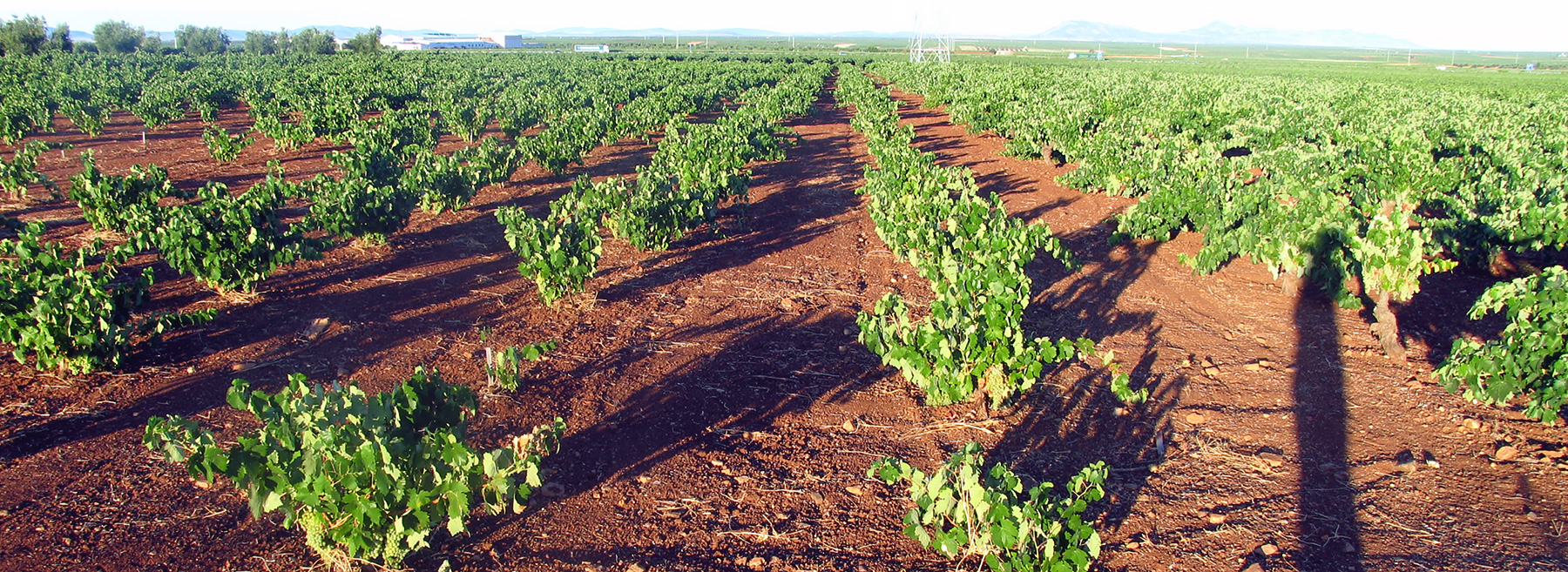 Vineyard modernisation