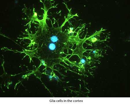 Glia cells in the cortex