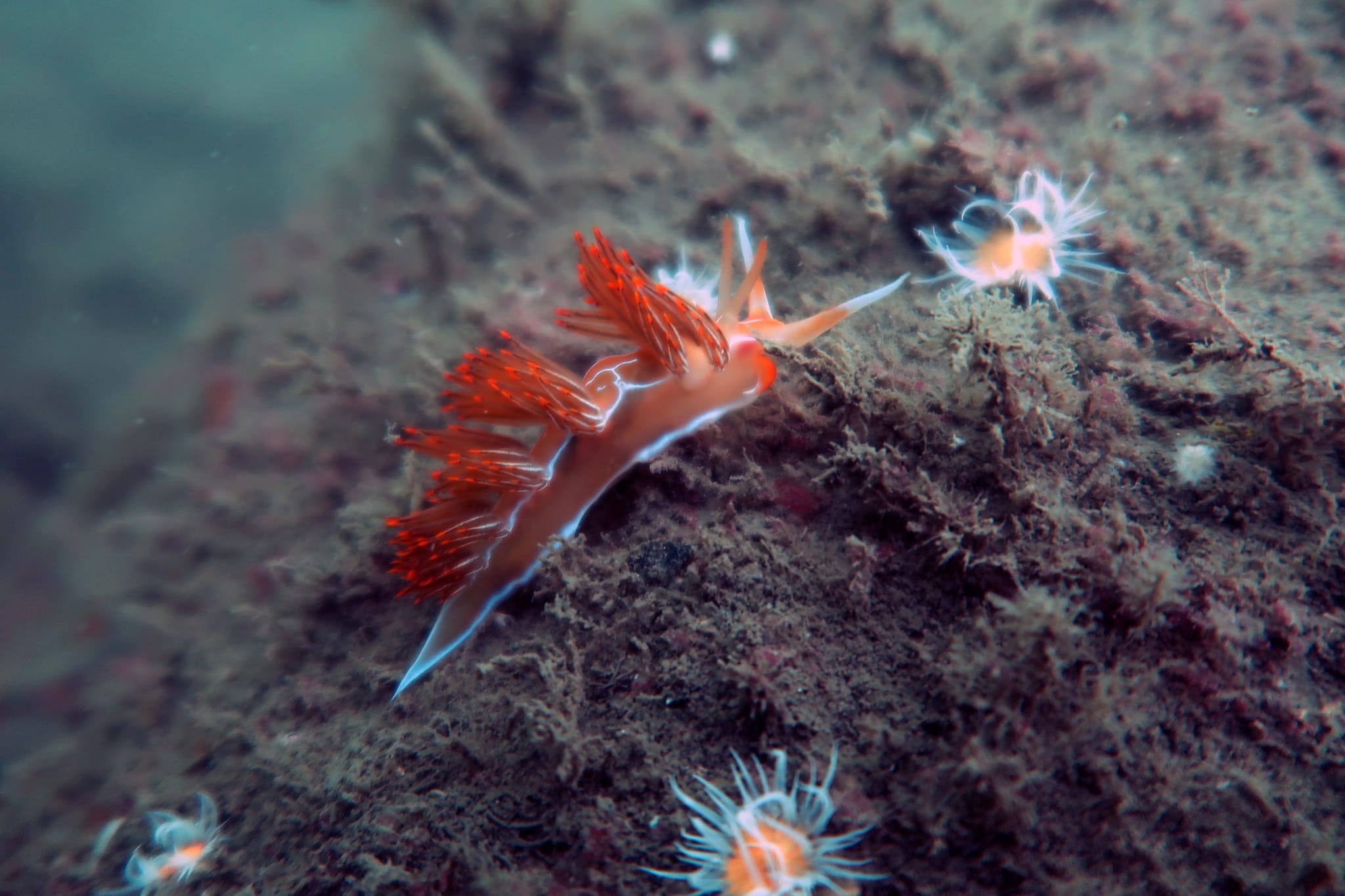 Flora and fauna - Marine Benthos Research Group - UPV/EHU