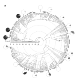 Phylogeny of the Polygonaceae, by A. Kostikova