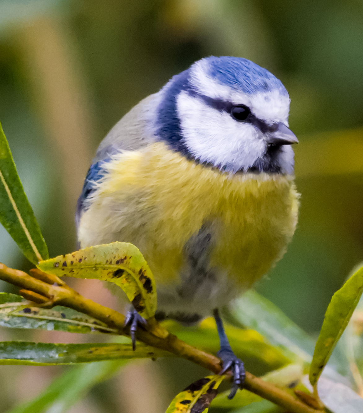 A Blue Tit
