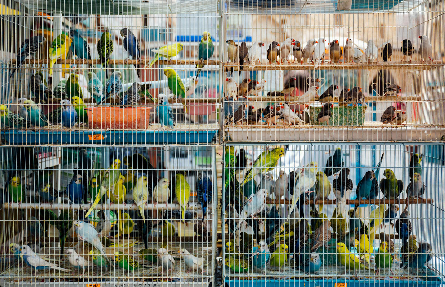 Mascotas: periquitos en su jaula