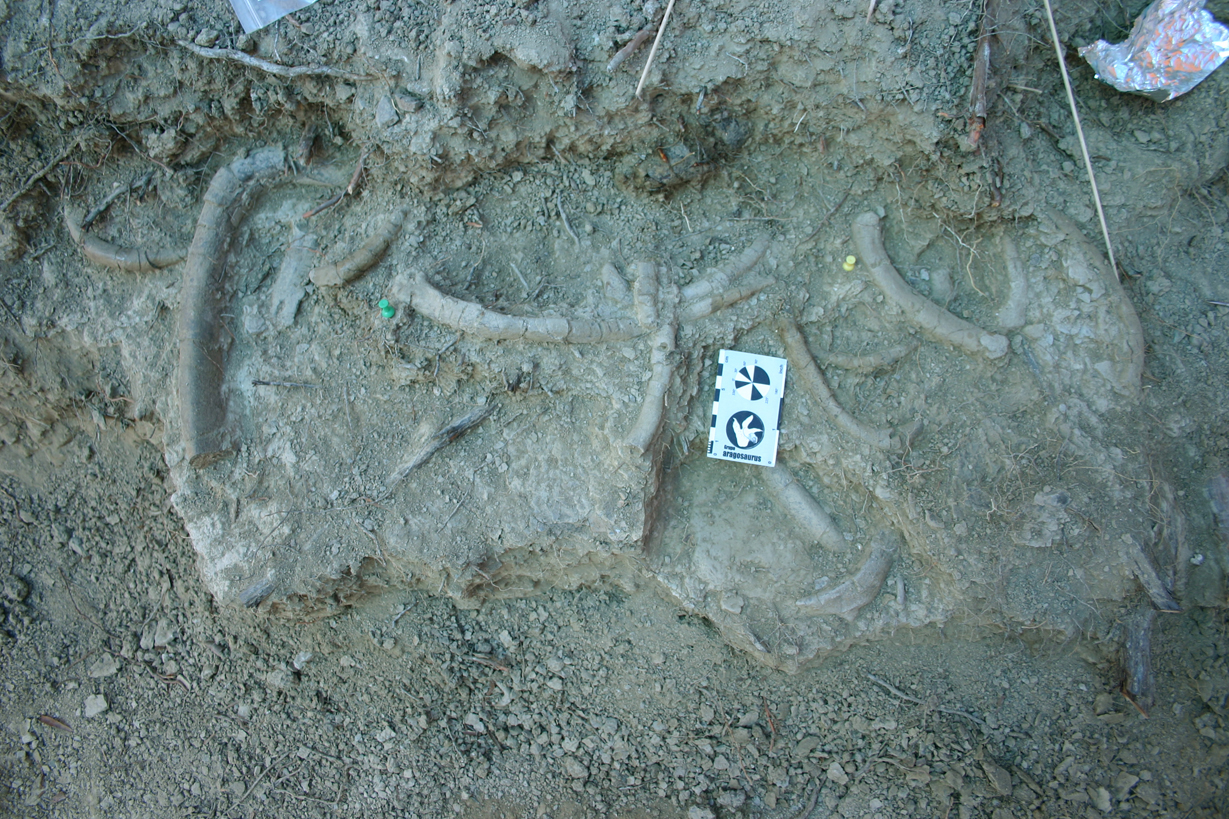 Descubierta una “vaca marina” que vivió en el Pirineo oscense hace 42 millones de años