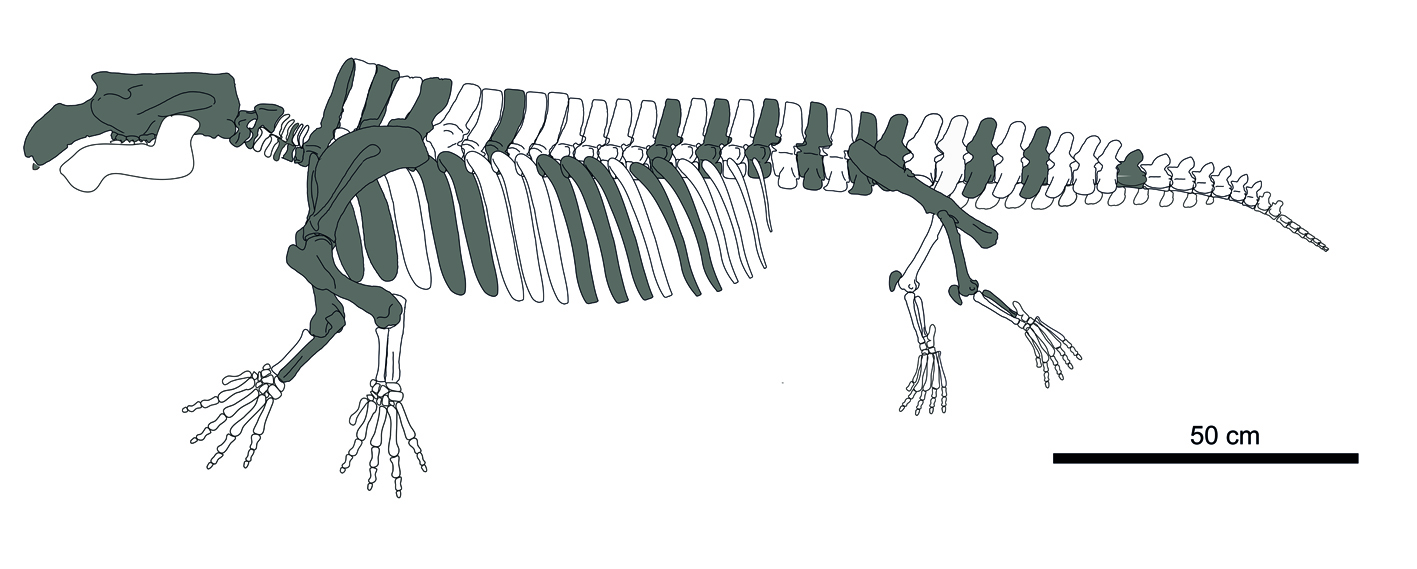 Duela 42 milioi urte Huesca-ko Pirinioetan bizi zen sirenio ugaztun berri bat aurkitu da