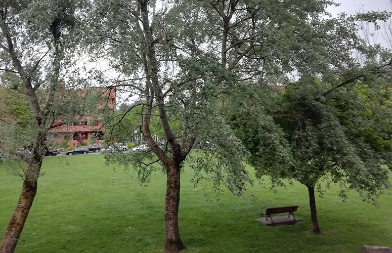 Neguko egun gris batean parke huts baten ikuspegia. Hiru zuhaitz dira nabarmen, tamaina ezberdinekoak eta hostoz beterik. Baten azpian egurrezko banku bakarti bat.