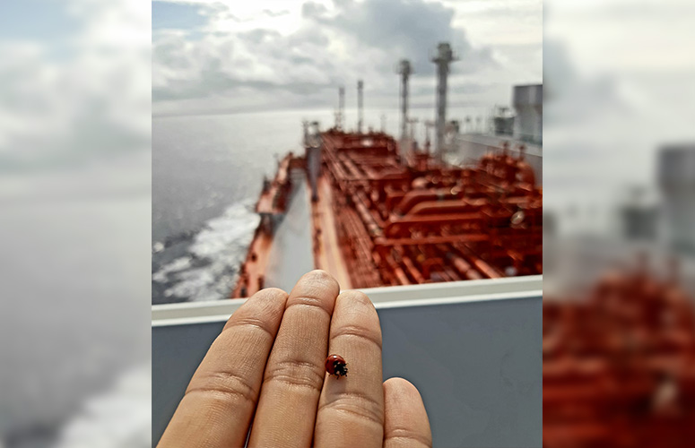 Lehen planoan, palma ireki batean pausatutako marigorringo bat. Metalezko tira batekin koroatutako hesi urdin baten atzean, itsasontzi erraldoi bat baten bizkarra desitxuratzen da. Hodi gorriz beteta dago, hainbat mailatan gurutzatzen eta igotzen direnak. Eskuinean, metalezko lau dorre grisek nabea lerratzen dute, eta, horien atzean, eraikuntza karratu gris bat. Ezkerrean itsasoa ikusten da eta olatuek ontziaren kontra talka egiten dute. Atzean hodeiek zerua ortzimuharaino beterik, argi irreal bat sortuz.