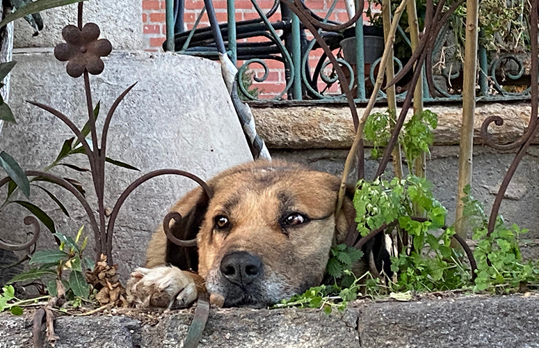 En primer plano, sobresale la cabeza de un perro marron con expresión aburrida rodeada de pequeñas plantas reales y otras de metal oxidado. Al fondo una barandilla de metal cierra una pequeña terraza con varias macetas.