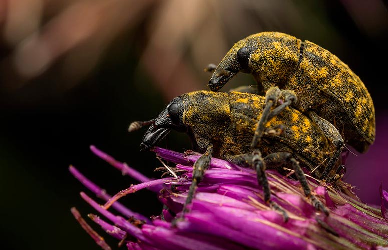 En plano muy cercano, frente un fondo difuminado de tonos marrones y sobre una flor morada, una pareja de insectos copulando, uno sobre el otro. Son insectos de caparazón circular negros y arecen cubiertos por polvillo amarillo.