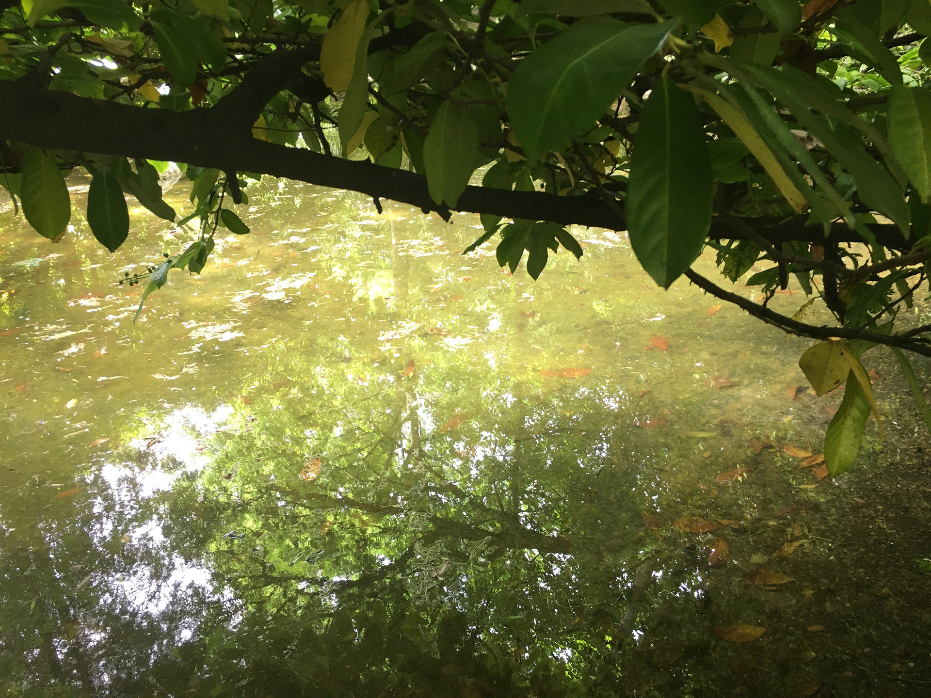 Hosto hori eta gorriz betetako ur azalera berdexka bat ikusten dugu. Lehen planoan, goian, hosto handi eta lodiz gainezka dagoen adar batek irudi osoa gurutzatzen du.