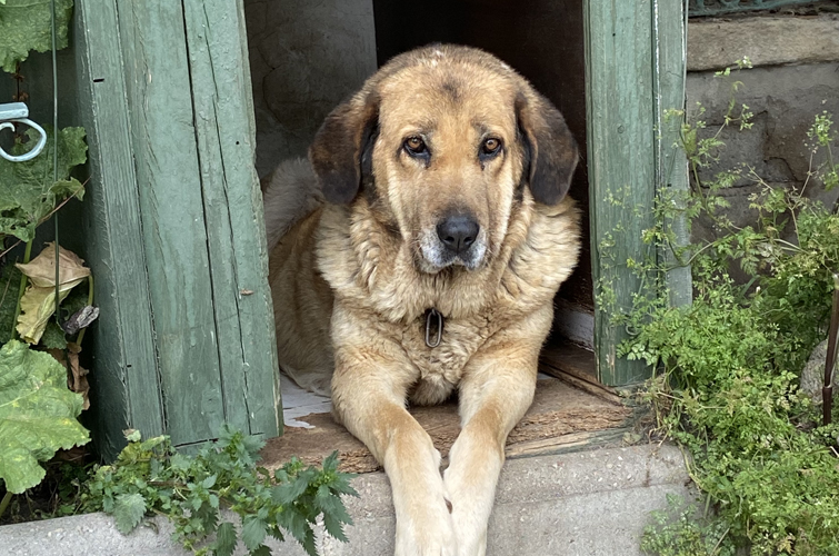 Sentado en su caseta de madera verde un perro marrón mira curioso a la cámara. Tiene las patas estiradas hacia delante y las orejas gachas. La caseta está rodeada de plantas y colocada sobre un terraplén elevado a la que se accede por unos escalones de sillares. Tras ella se distingue una verja de metal verde.