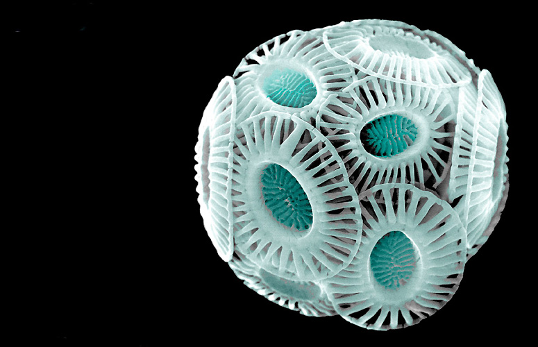 Bizkaiko Golkoko kokolitoforidoa. Kaltzio karbonatozko ezkataz inguratuta dago. Kokolito esaten zaie. BMCC.