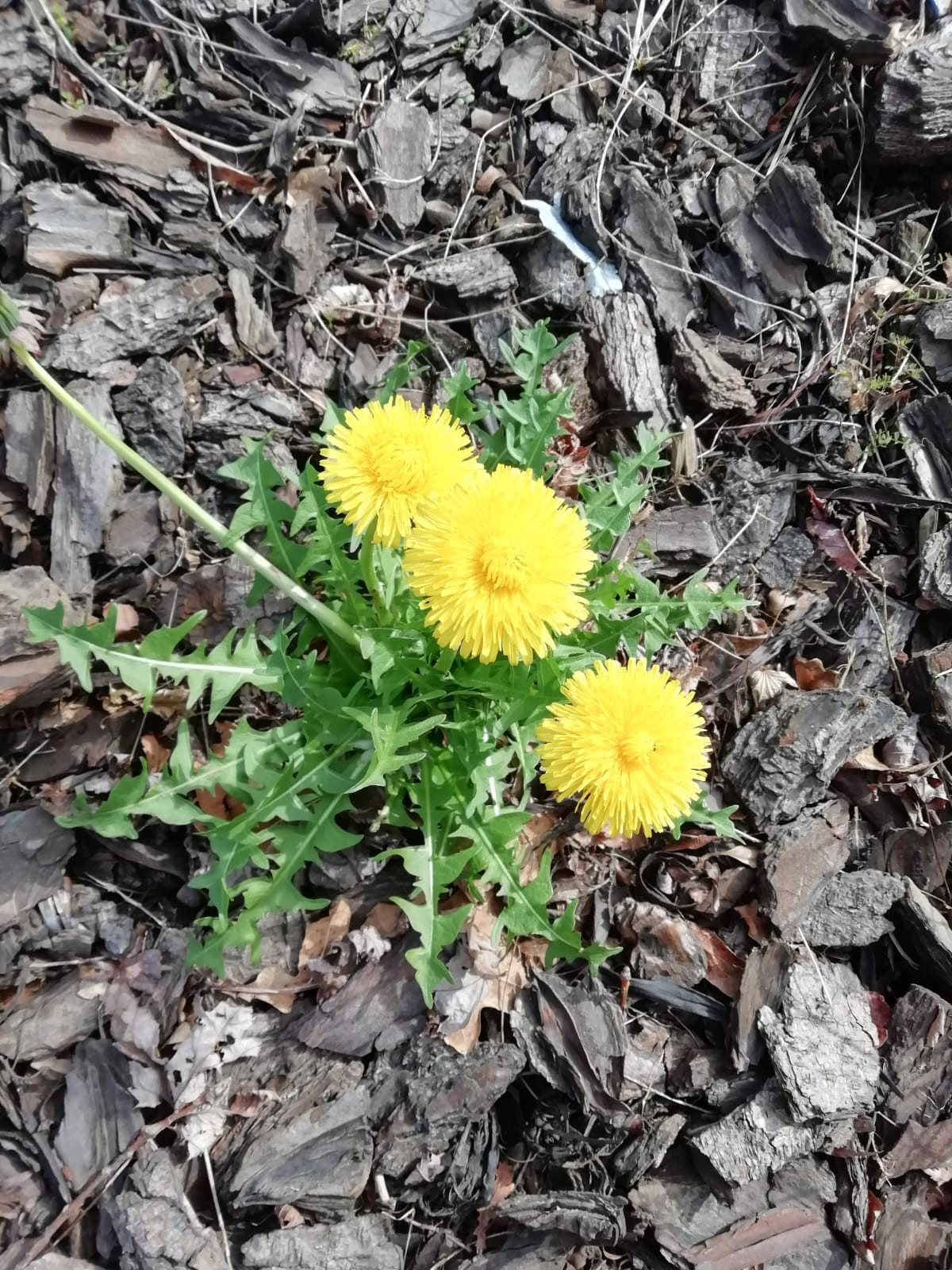 La fuerza del diente de león