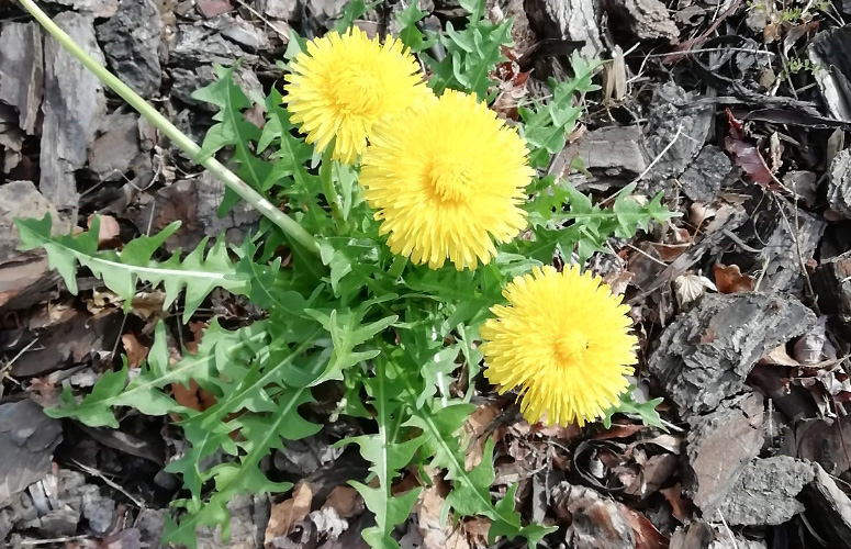 Txikori belar indartsua