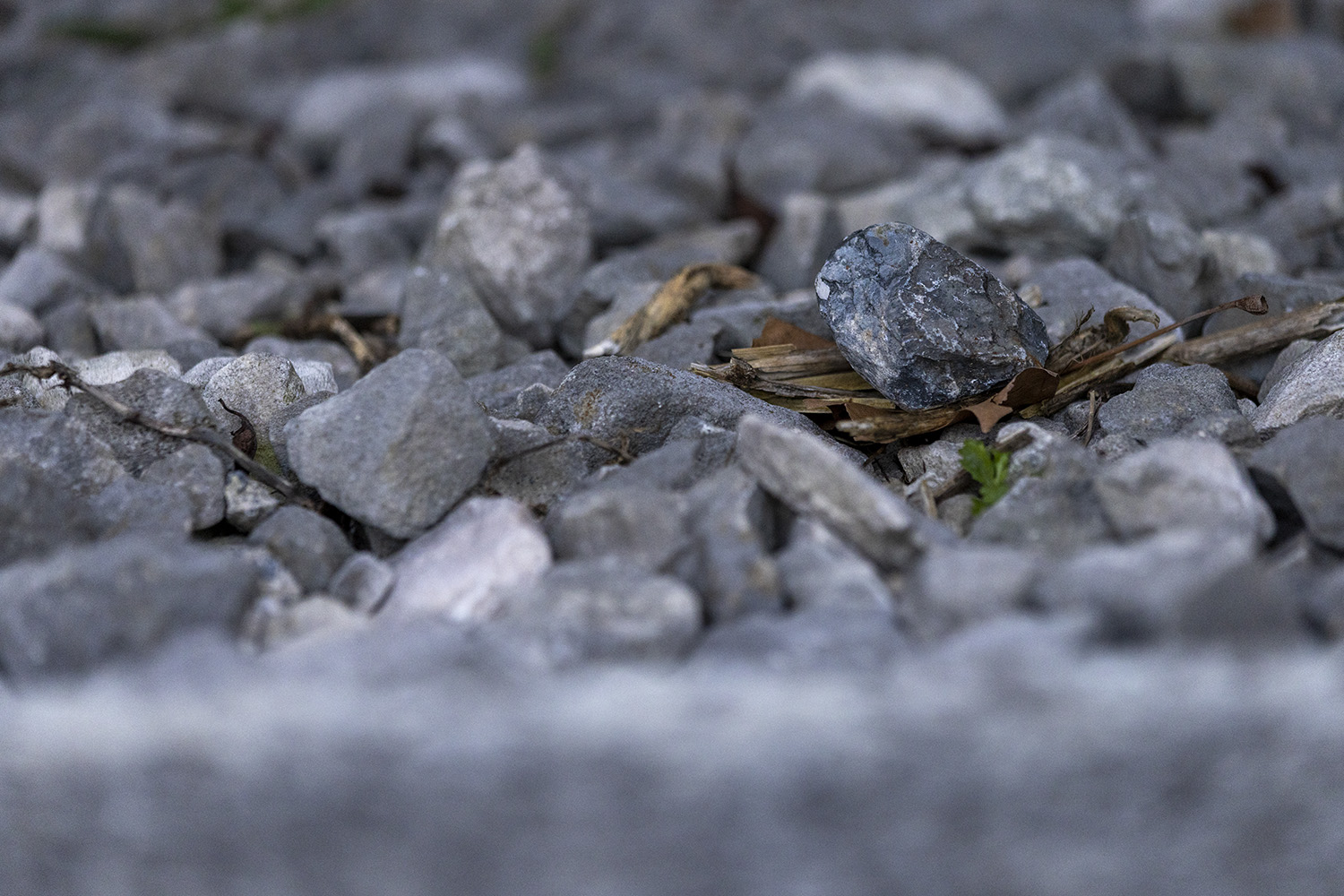 Este pájaro de piedra