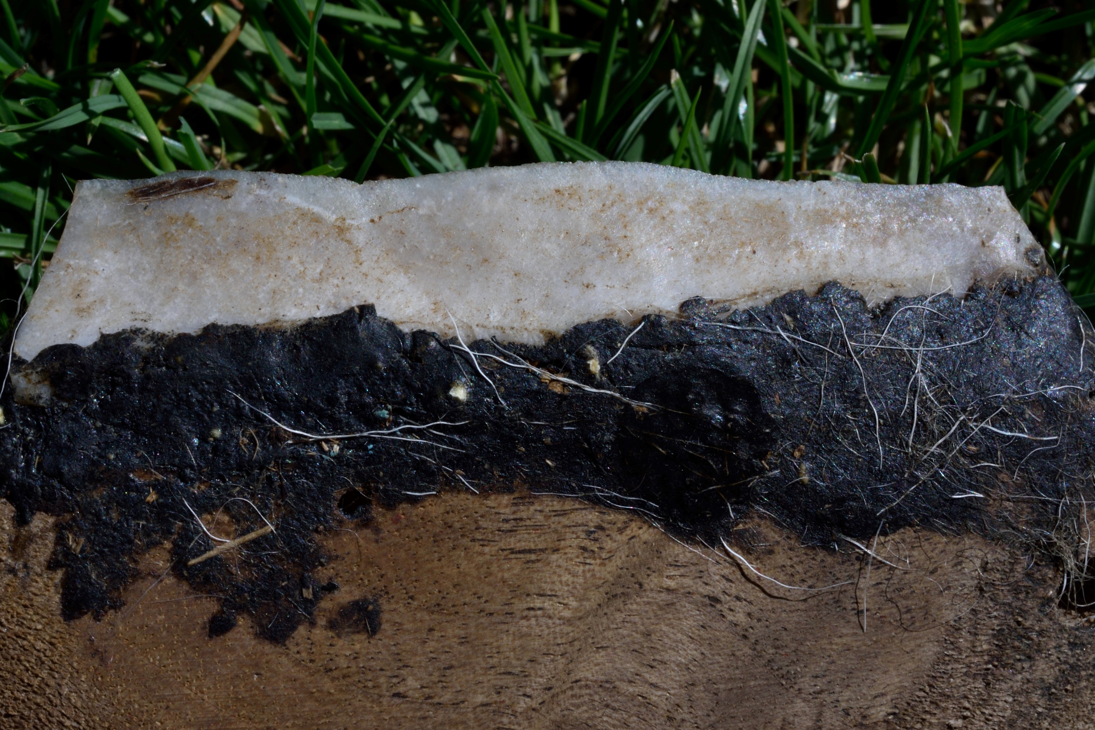 En las fotos aparece el instrumento utilizado para esquilar las ovejas: han sujetado el sílex con un soporte de madera, utilizando pegamento. Una vez esquilada la oveja, aparece la lanolina degradada que permanece en el sílex. Autor: Josep Maria Vergès Bosch (IPHES).