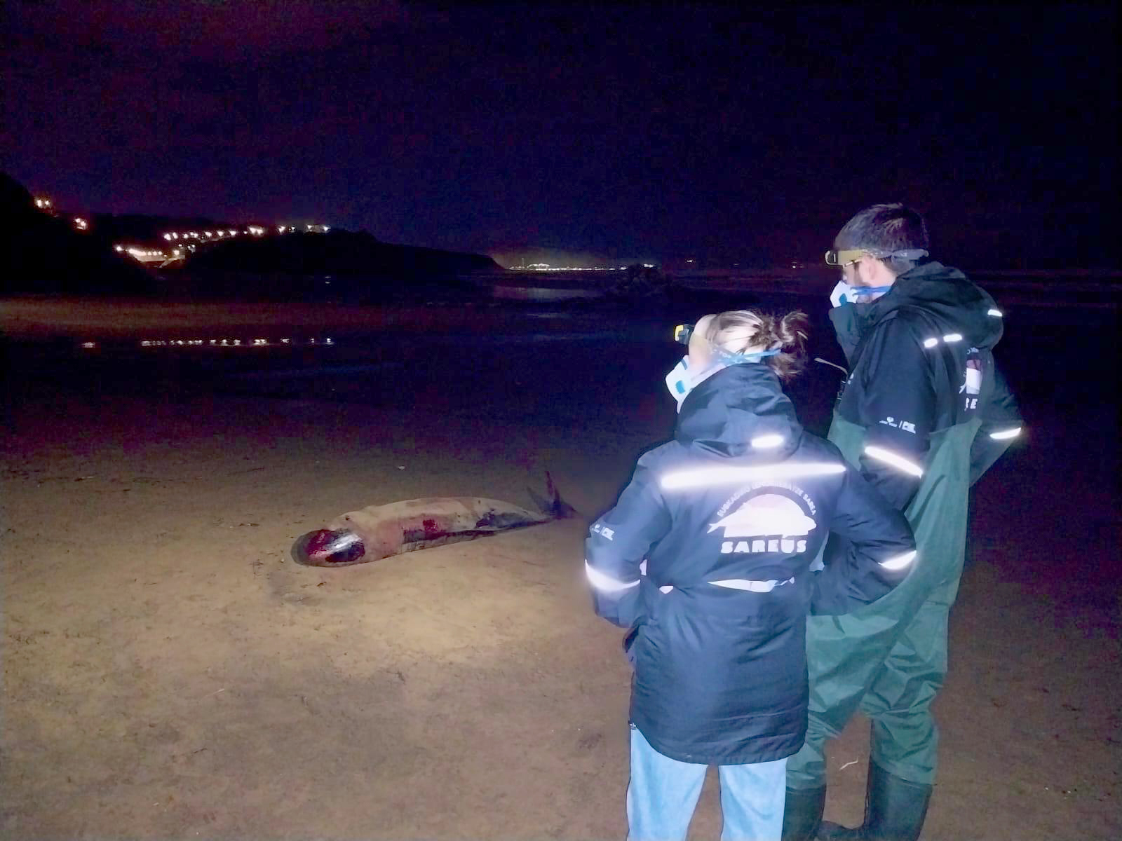 SAREUS sareko teknikariak katxalote pigmeo baten lehorreratzea artatzen, Sopelako Atxabiribil hondartzan