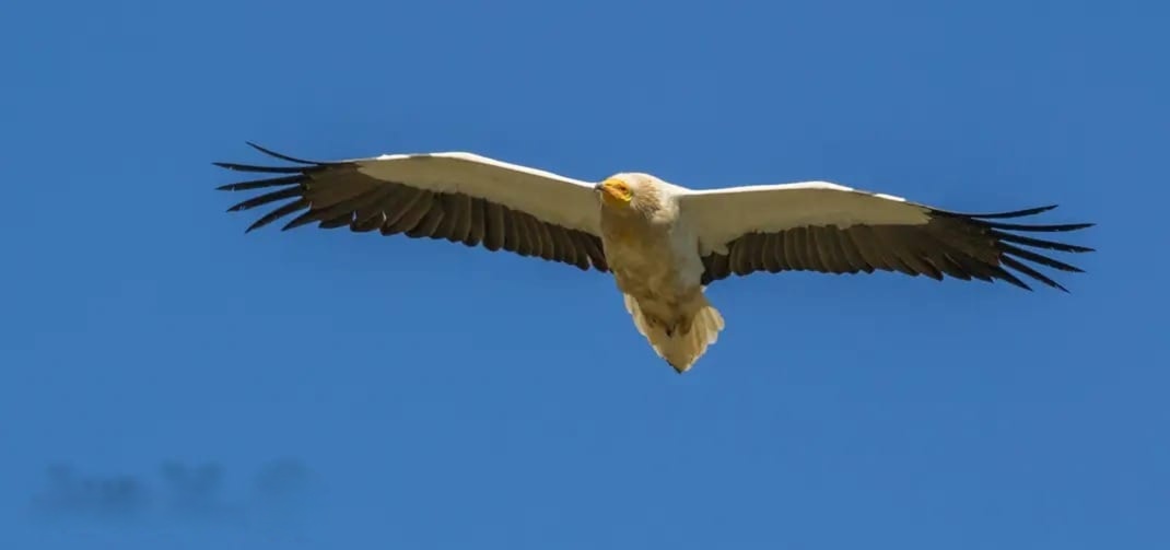 Alimoche común (Neophron percnopterus), una especie de buitre.