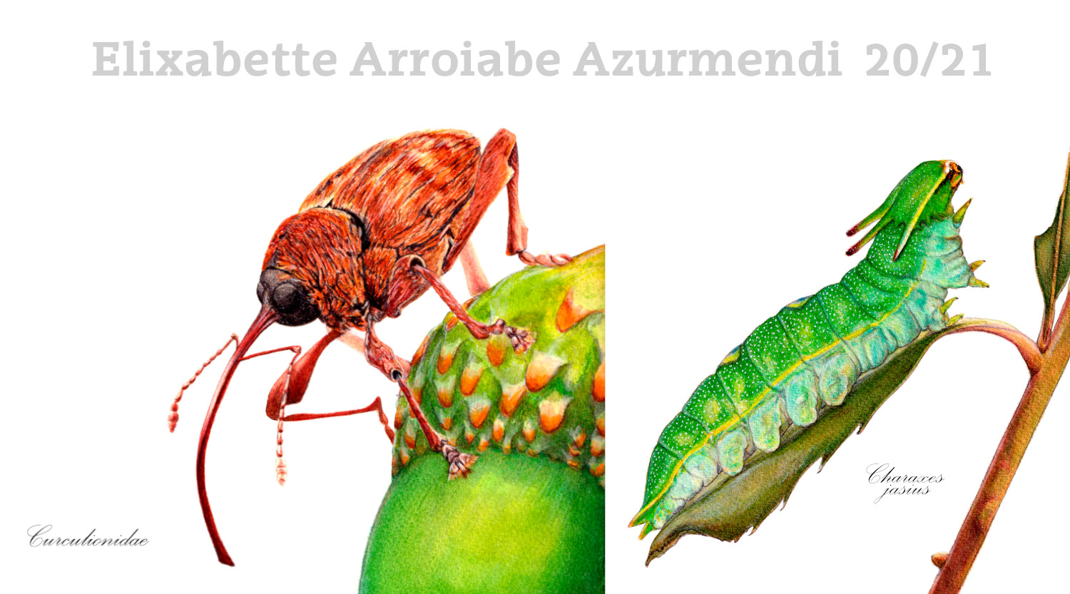 Elixabette_arroiabe_Ilustración_naturalista_entomología