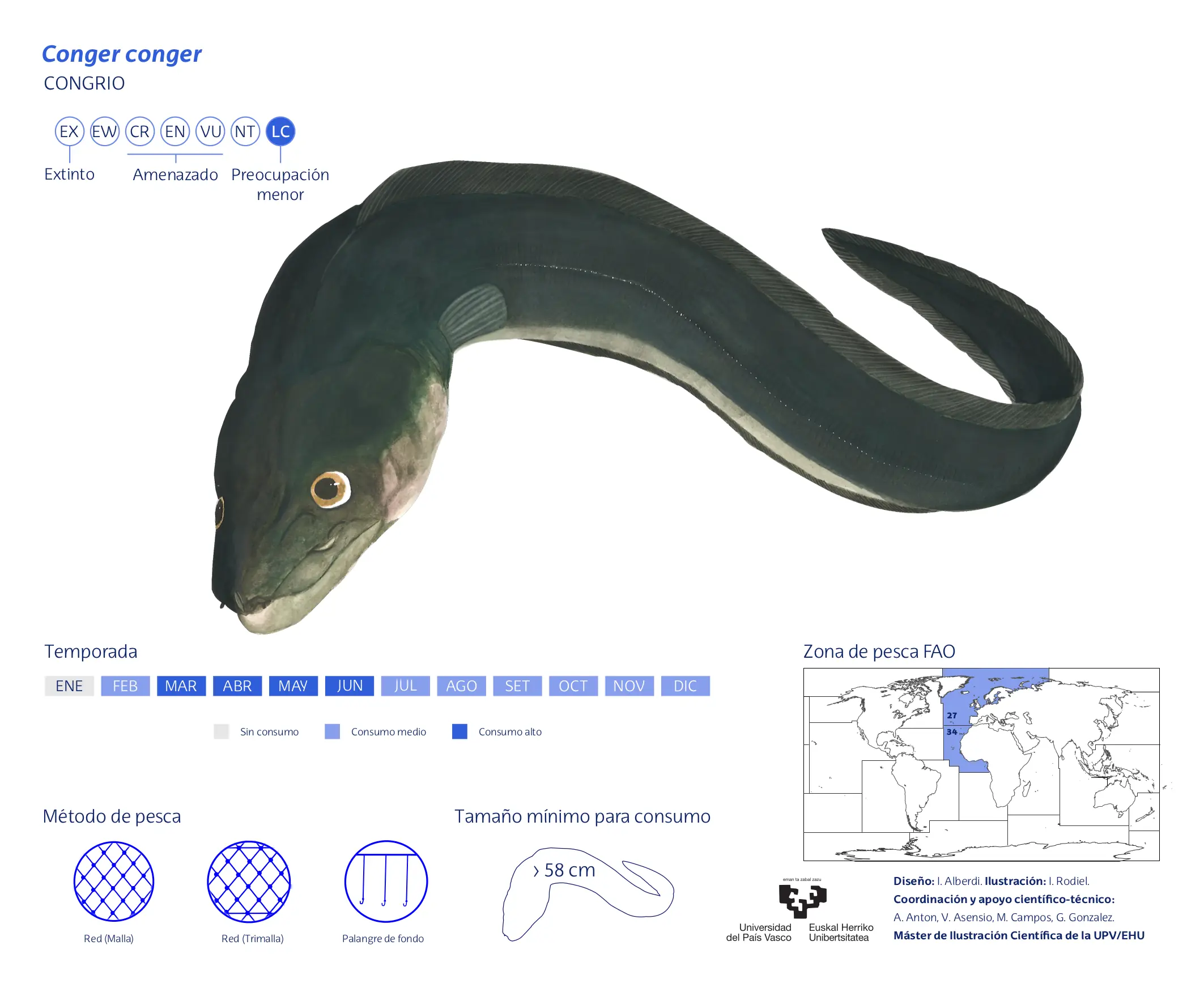 Conger-conger_Ivan-Rodiel