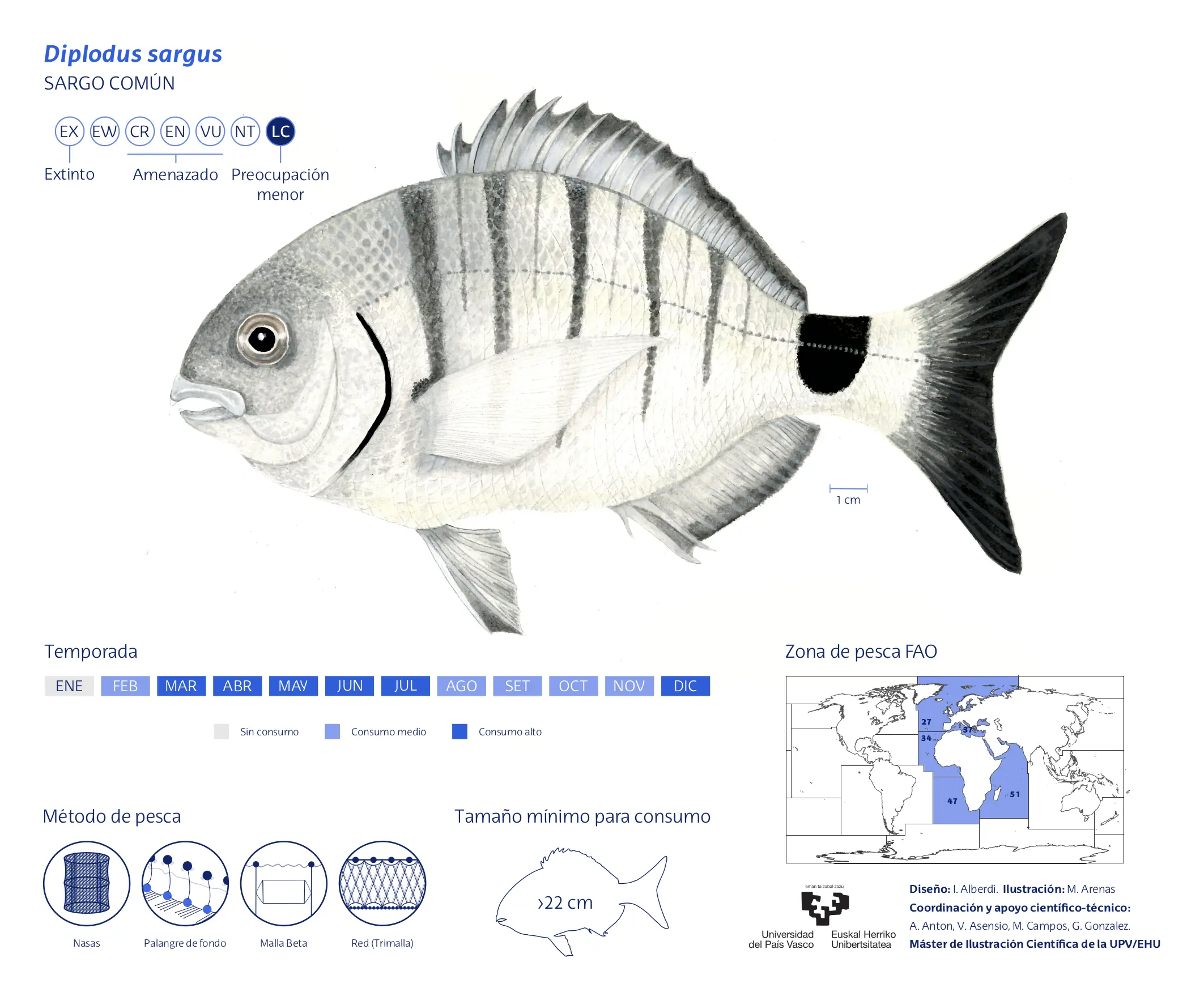 Diplodus-sargus_María-Arenas