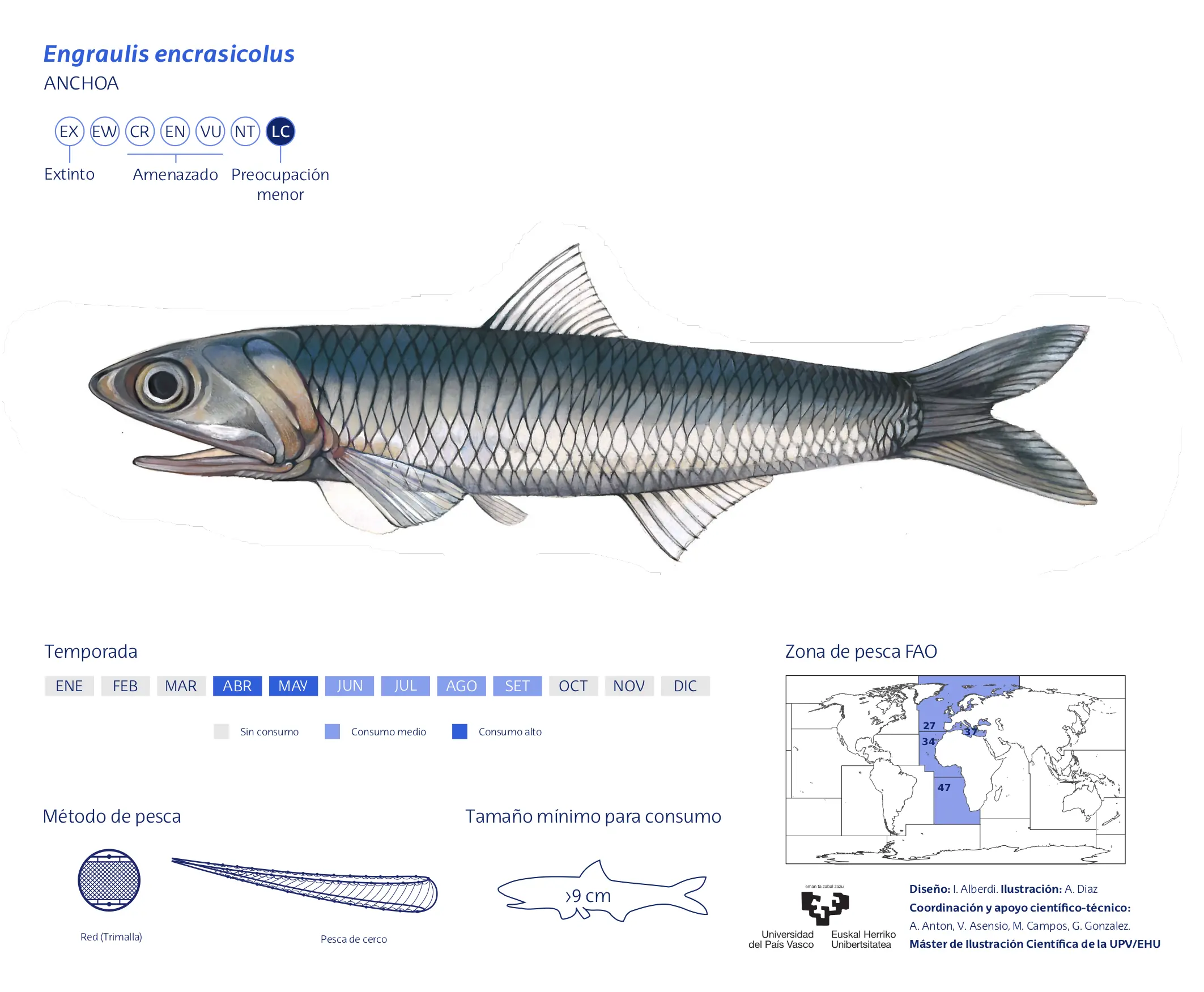Engraulis-encrasicolus_Andres-Diaz
