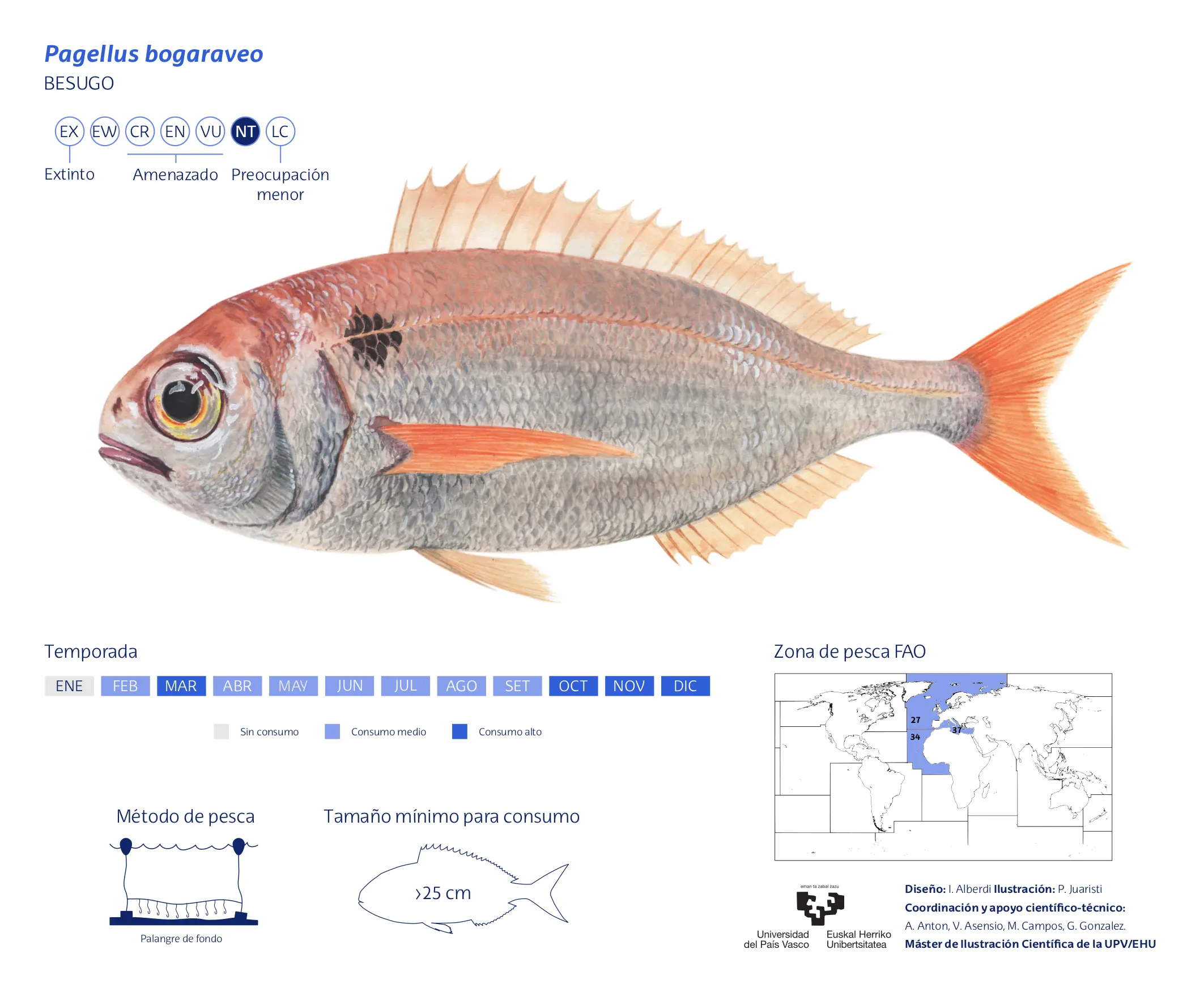 Pagellus-bogaraveo_Patxi-Juaristi