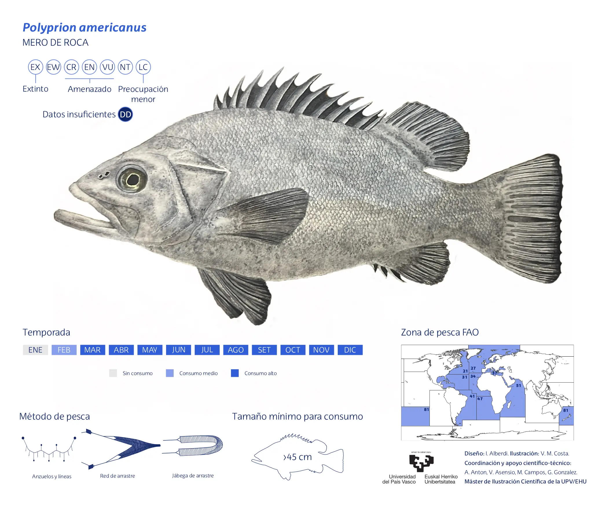 Polyprion-americanus_Victoria-Costa