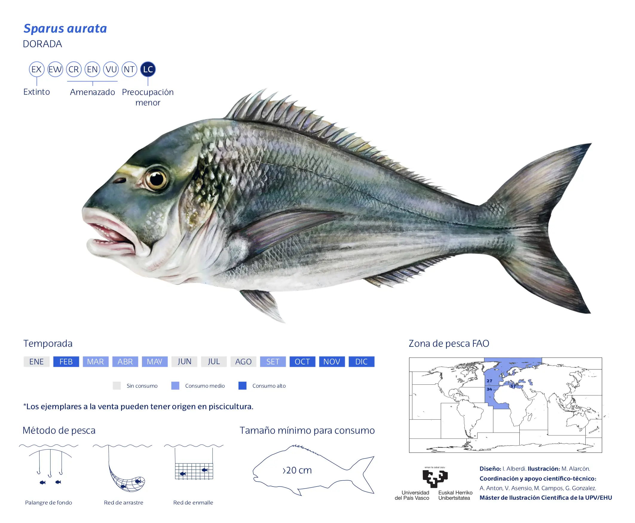 Sparus-aurata_Maria-Alarcon