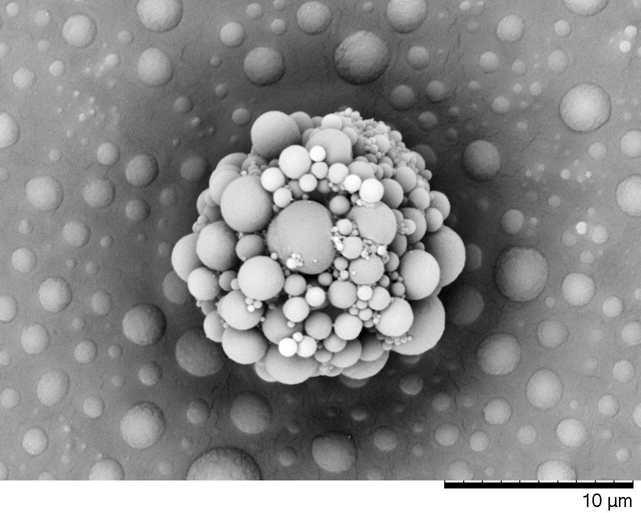 Foto ganadora: "SEM micrograph showing multiscale roughness" by Ms. Ana B. LópezSEM micrograph showing multiscale roughness