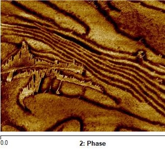 Tittle: "The castle in the rice fields".