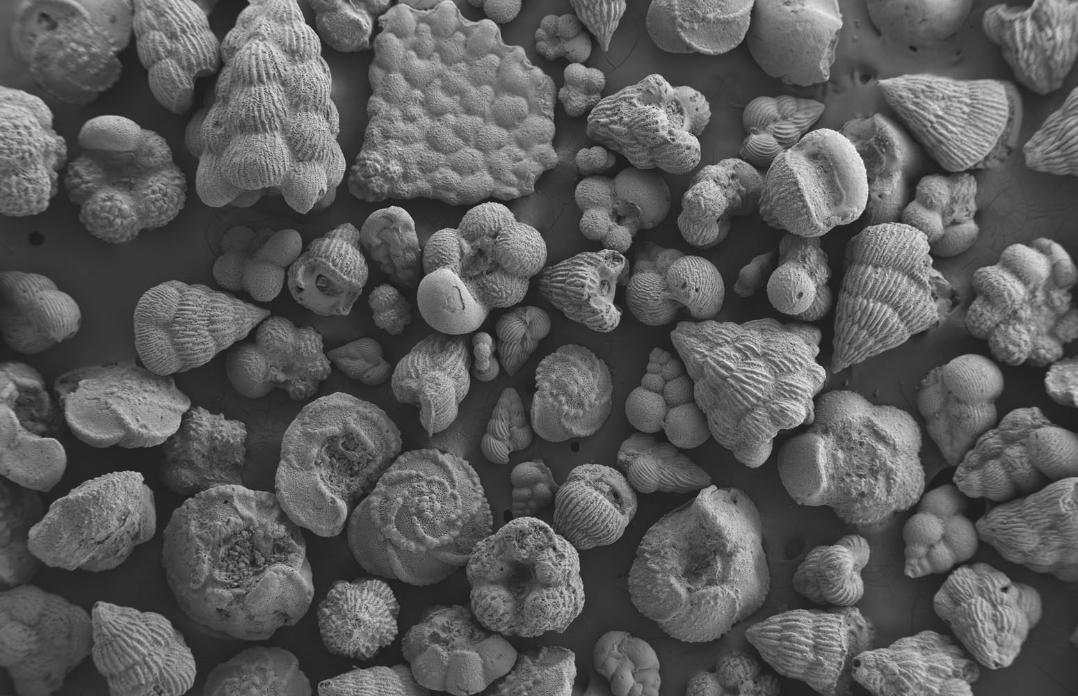 Scanning electron microscope photograph of planktonic foraminifera shells from the late Cretaceous period