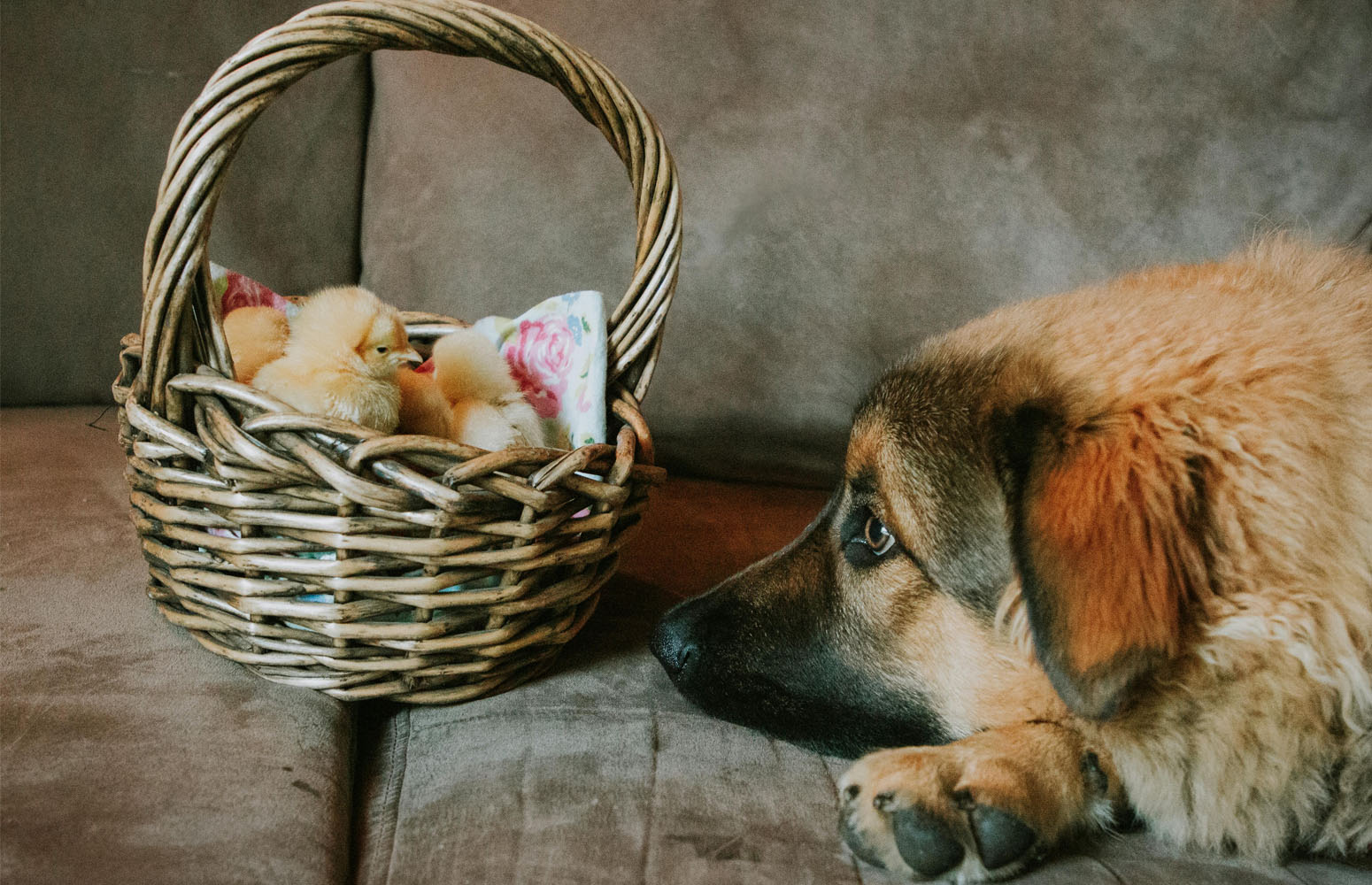 Mascotas diferentes conviviendo